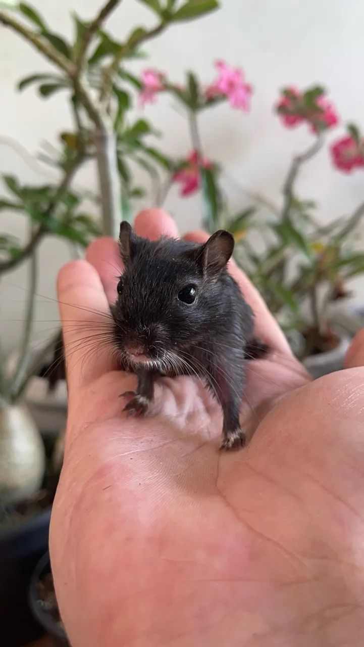 Esquilo da Mongólia (gerbil) - Foto 3
