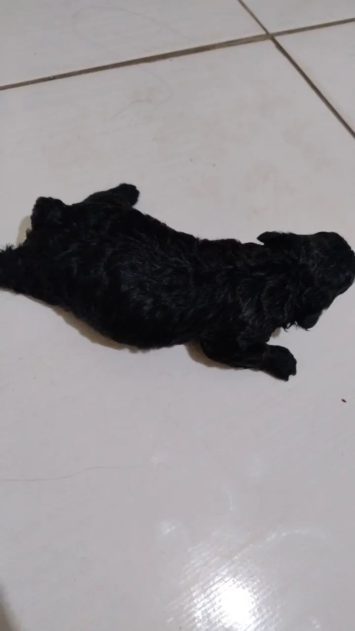 Filhote de Poodle Fêmea n° 01 - Foto 4