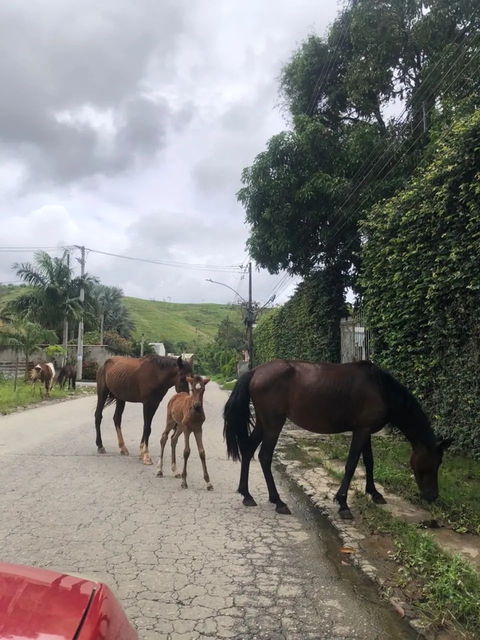 Cavalos - Foto 4