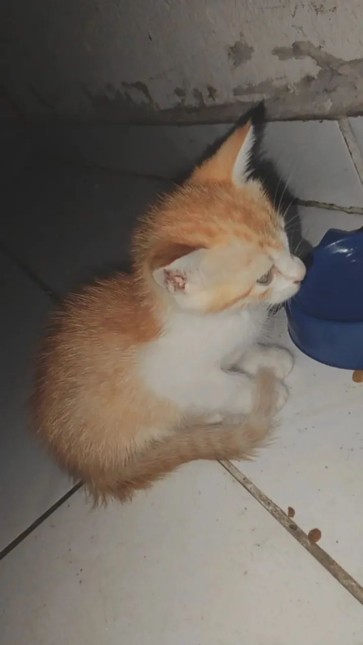 Adoção  - Foto 2