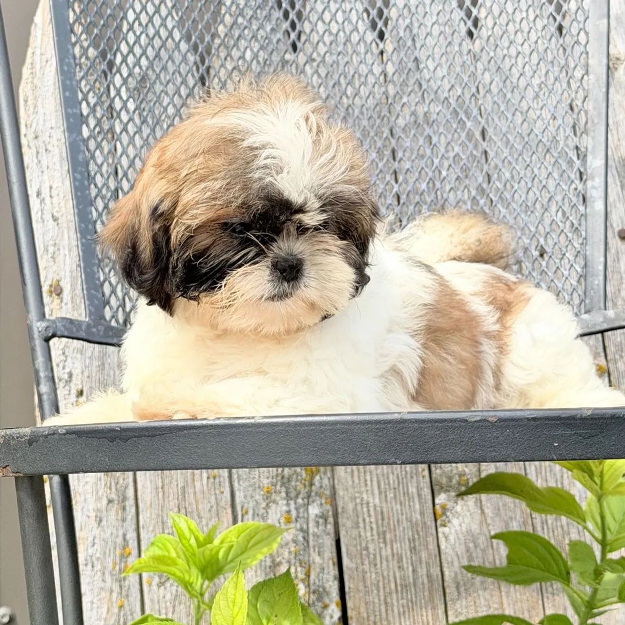 Lhasa Apso / Entregamos ainda hoje 