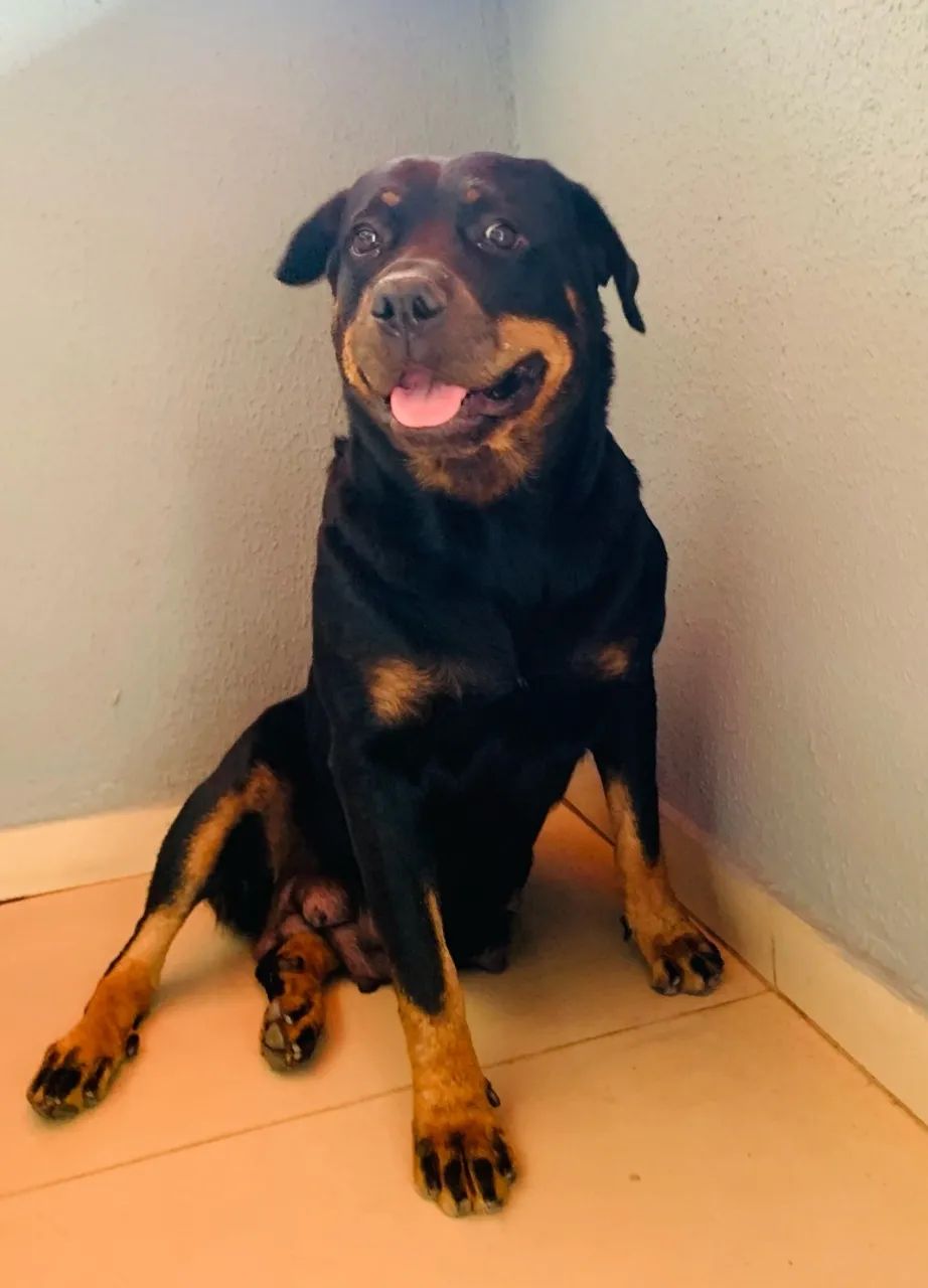 Filhote Rottweiler  - Foto 2