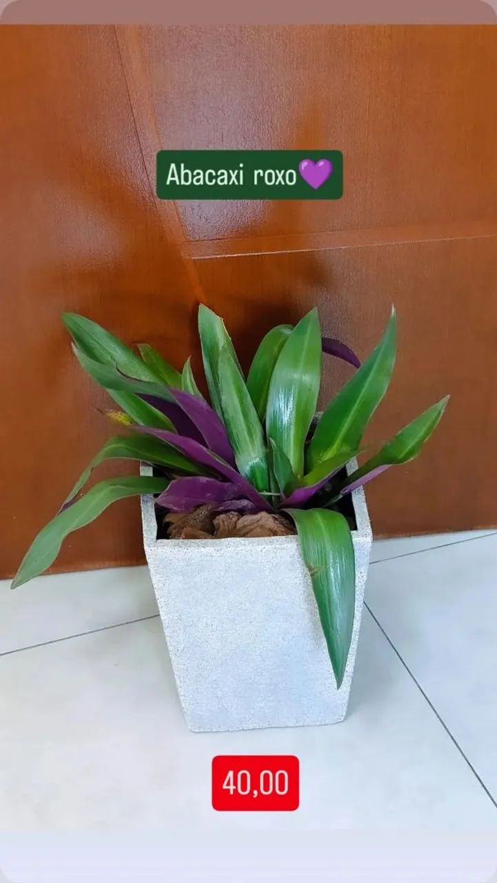 Vasos de planta completos  - Foto 2