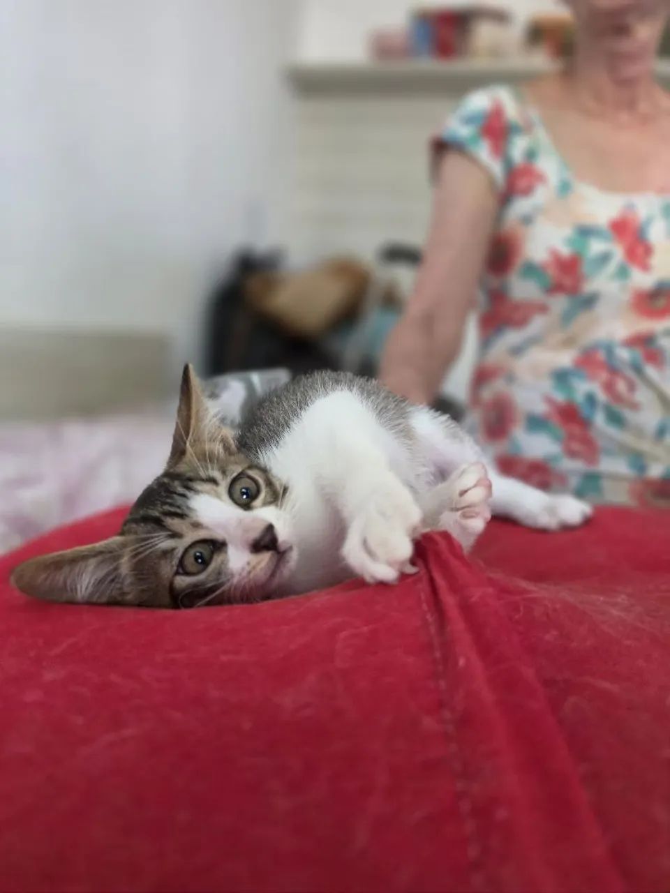 Adoção Responsável  - Foto 3