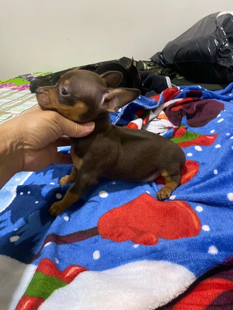  Pinscher machinho  - Foto 5