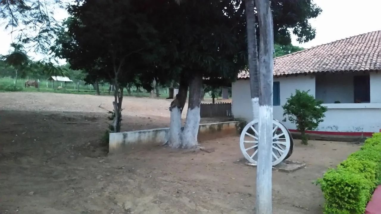 Fazenda 365 hectares  - Foto 5