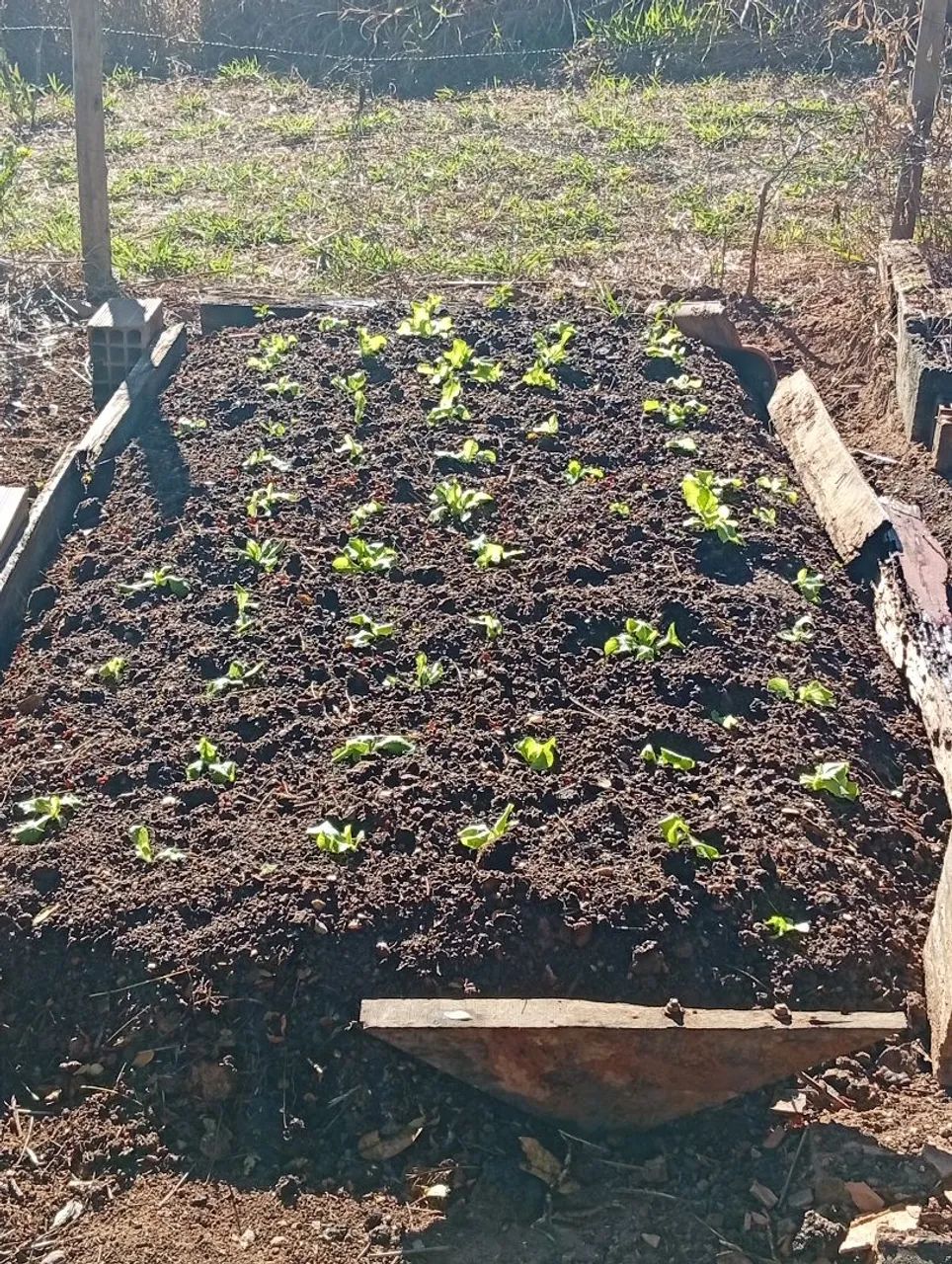 Limpeza de quintal e fazemos horta - Foto 5