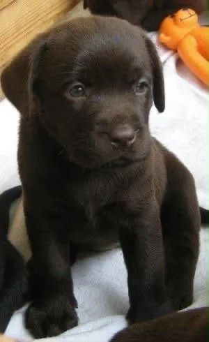 Labrador disponível 