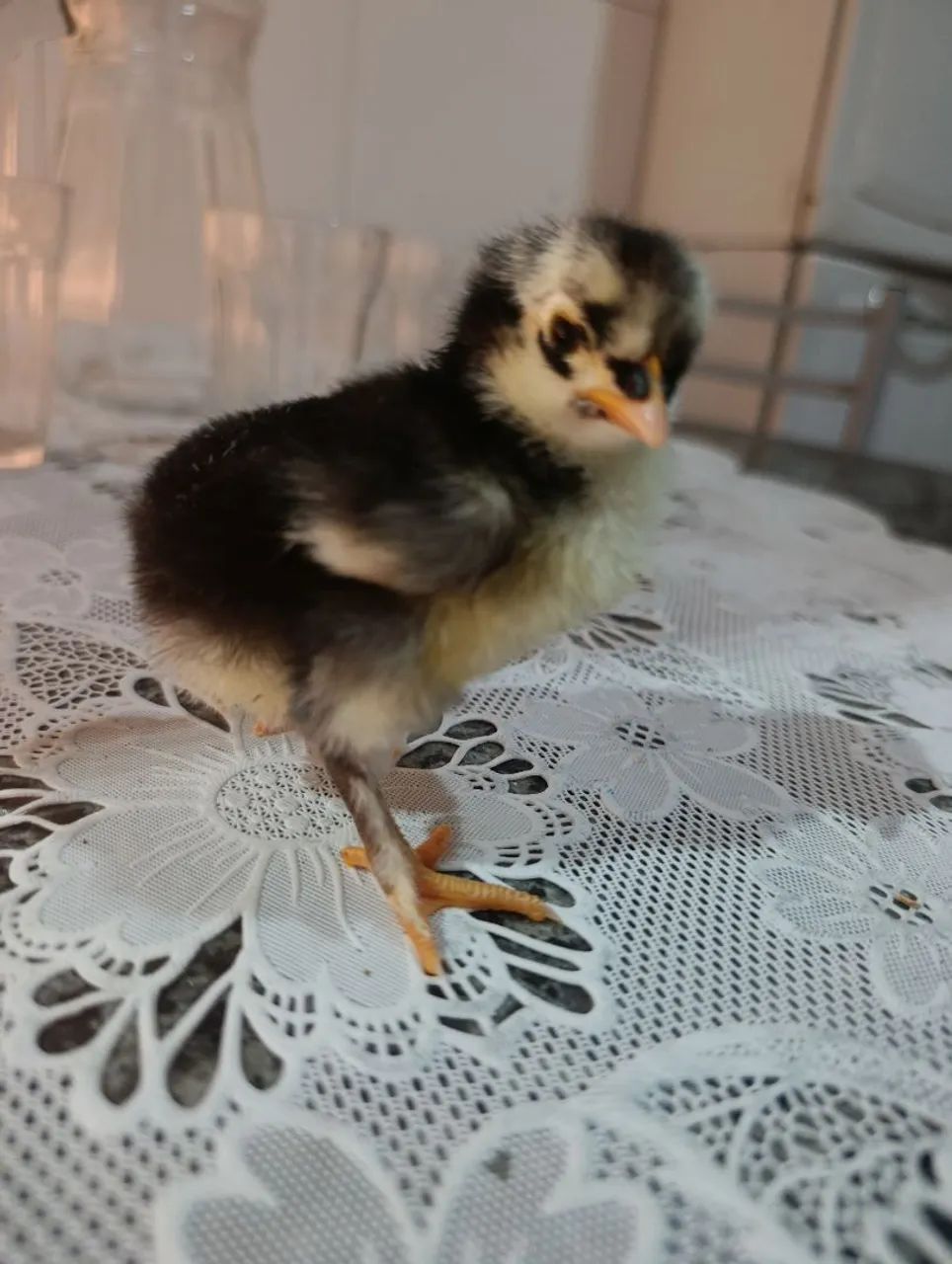 Pintinho GSP