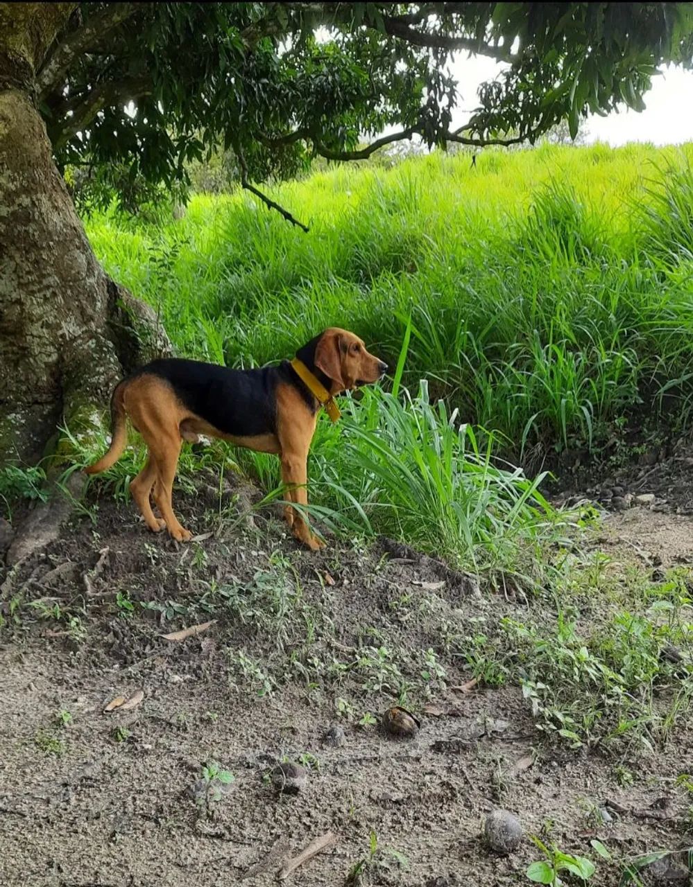 Foxhound x Pointer Ingles - Foto 4