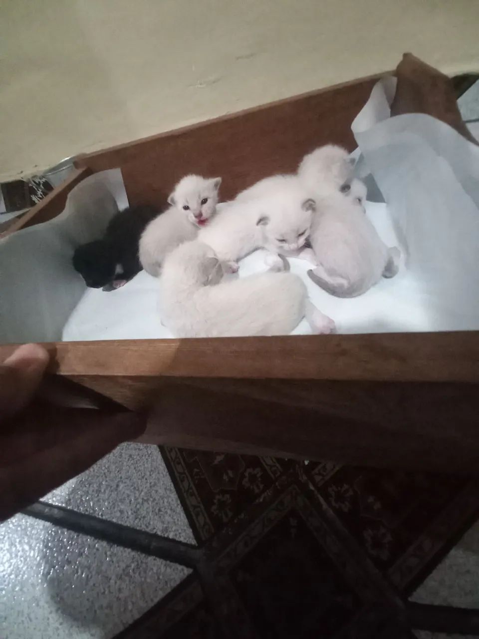 Doa-se gatinhos 