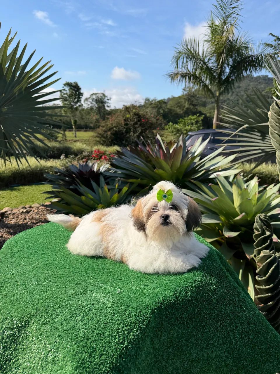Shihtzus  - Foto 4