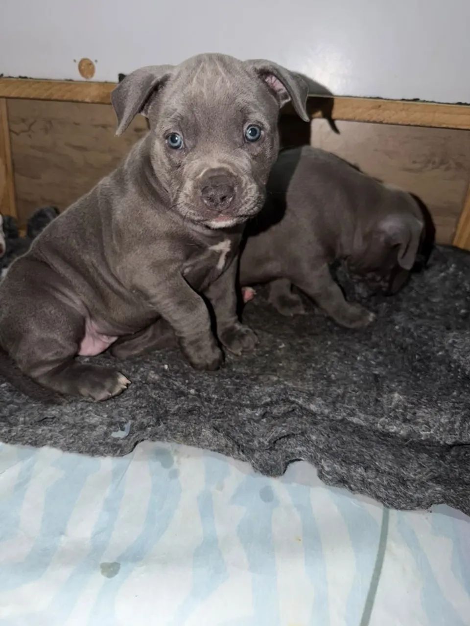 American bully Pocket  - Foto 2