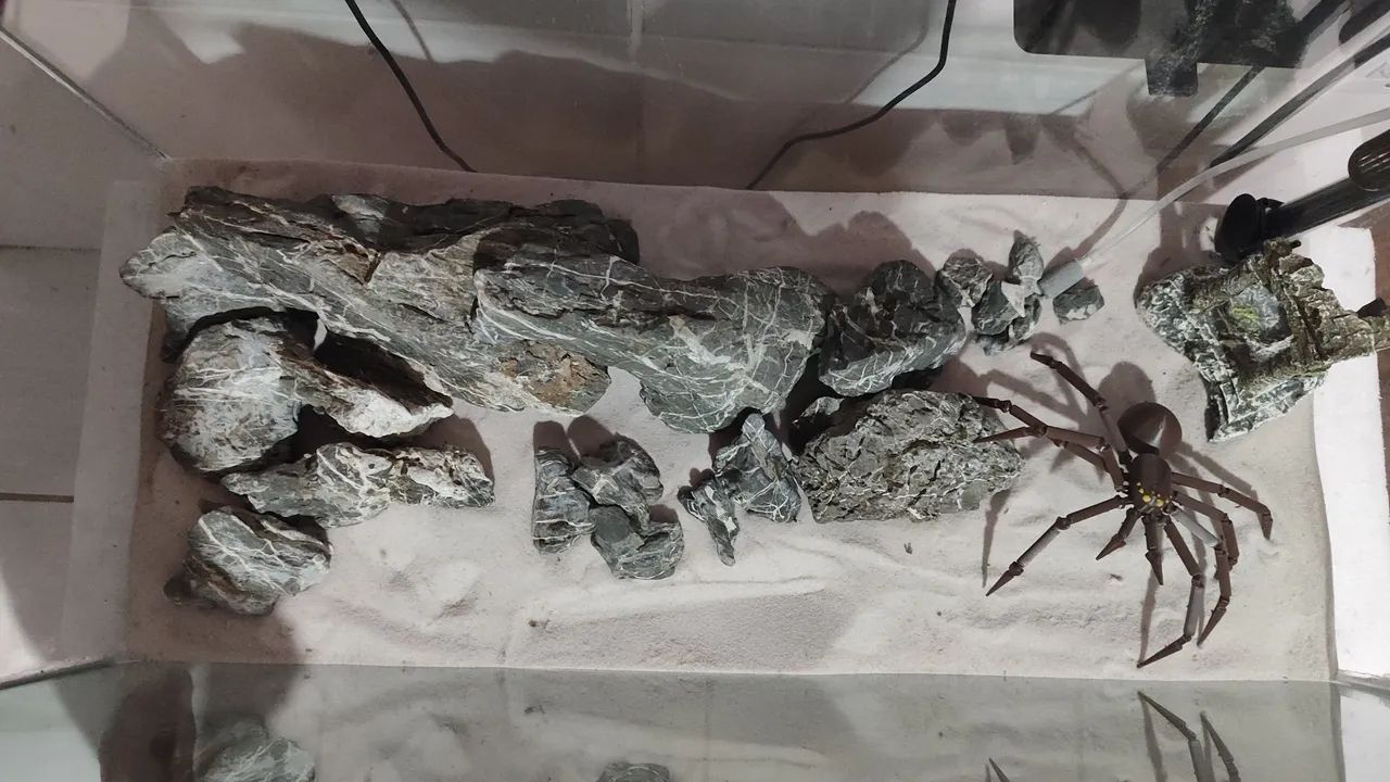 Aquário peixe