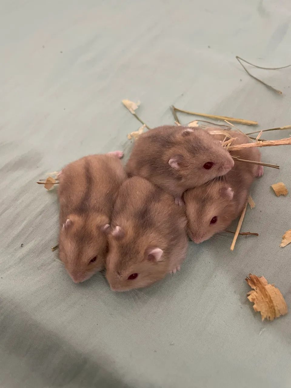 Lindos hamster