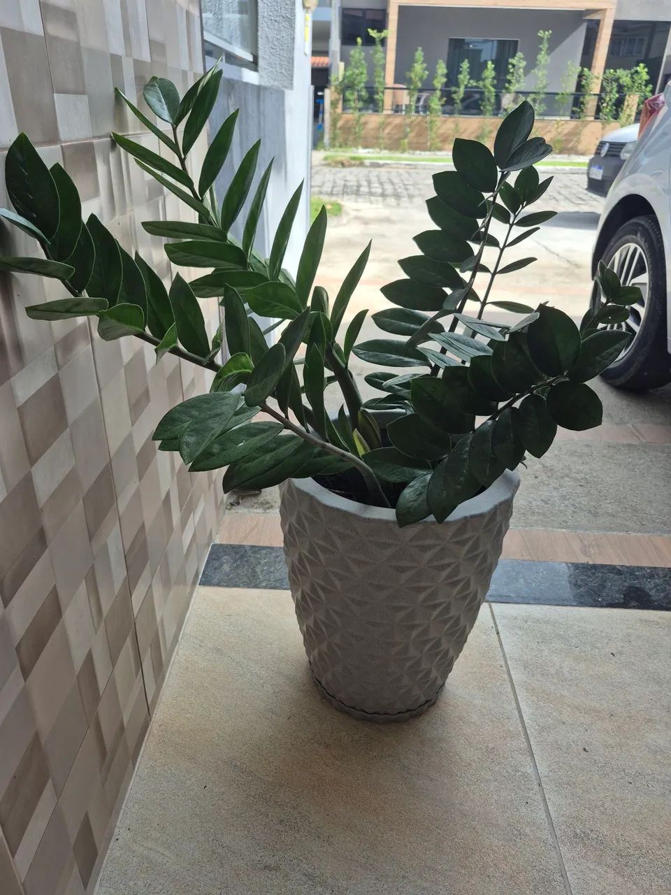 Planta zamiocuca - Foto 3