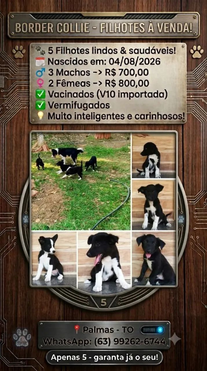 Ninhada de border collie 