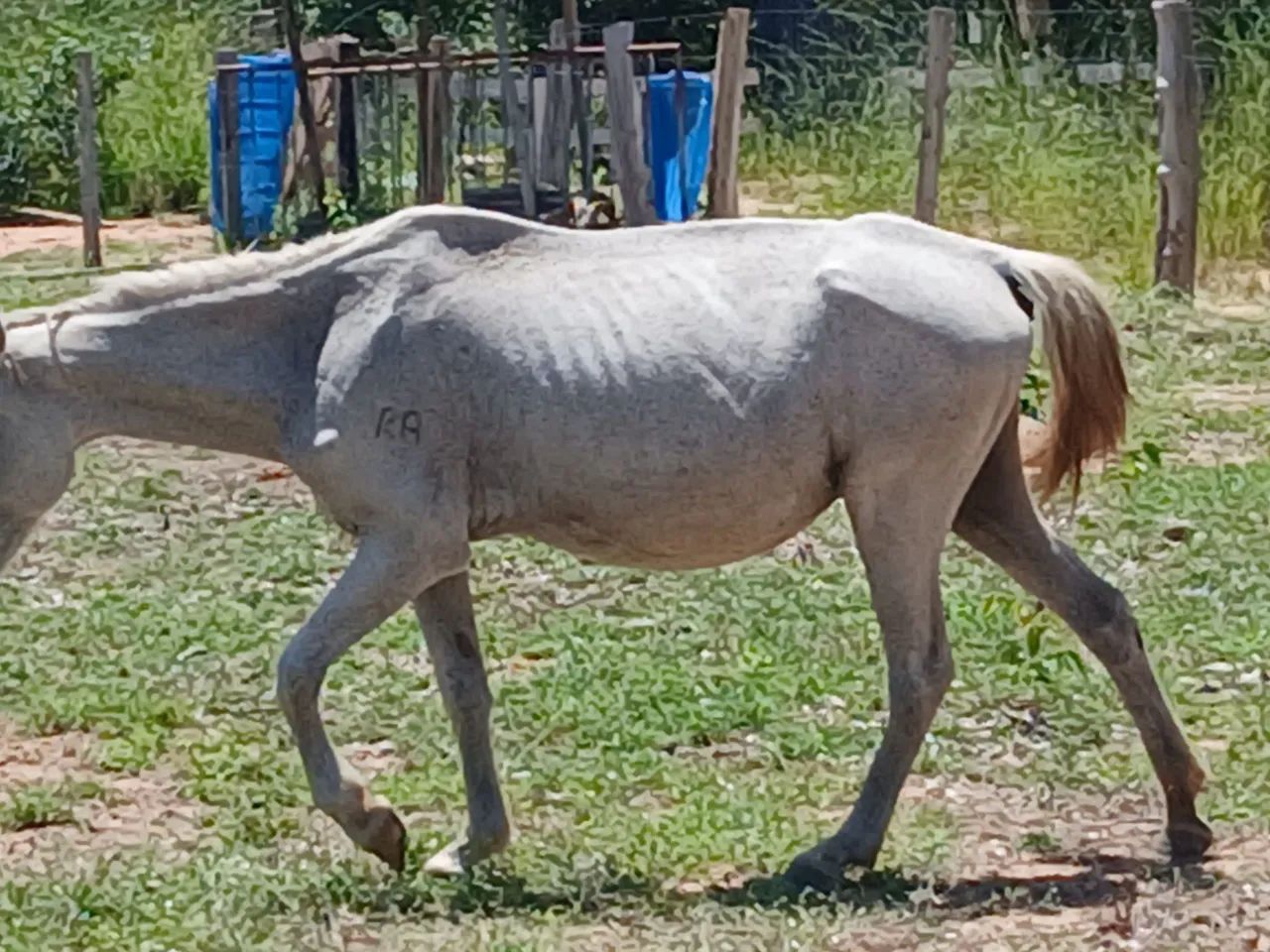 Egua - Foto 2