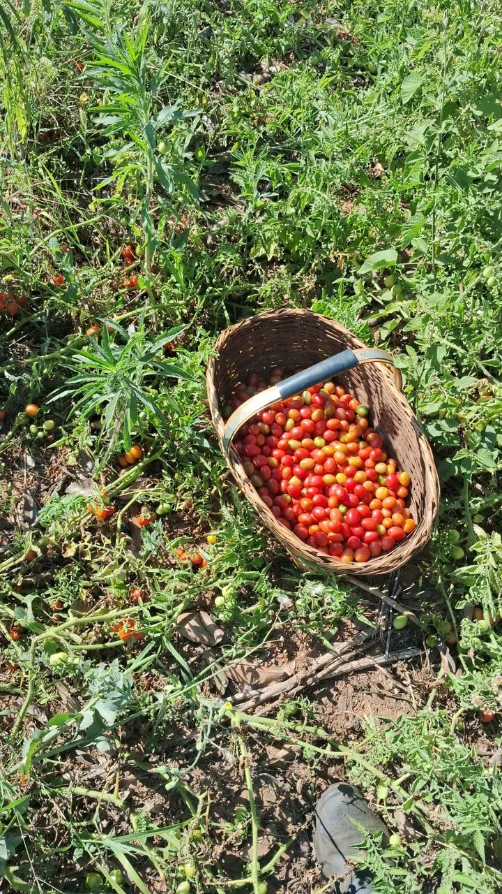 Tomatinho! - Foto 3