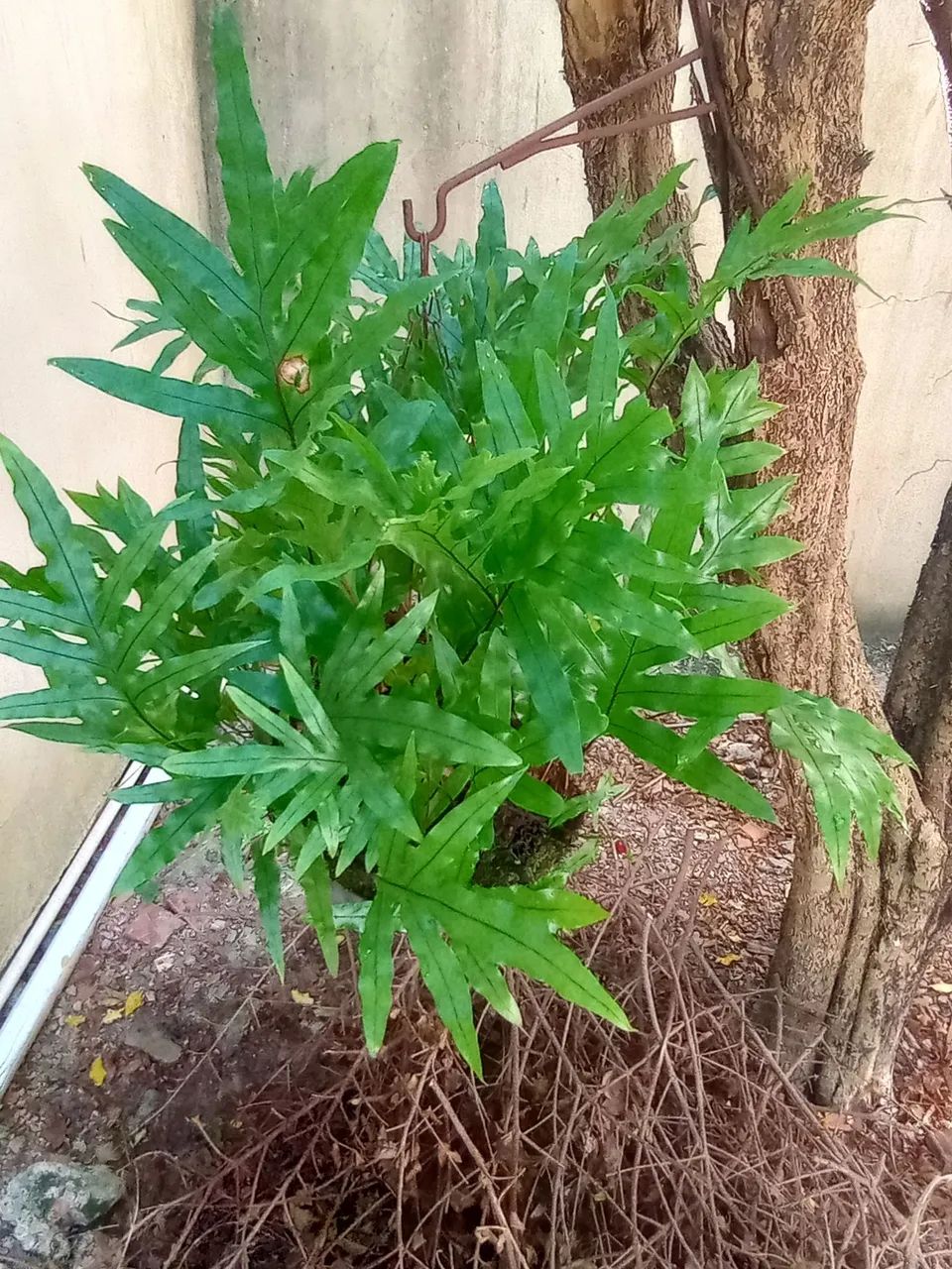 Plantas  - Foto 5