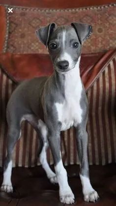 Galgo Italiano 