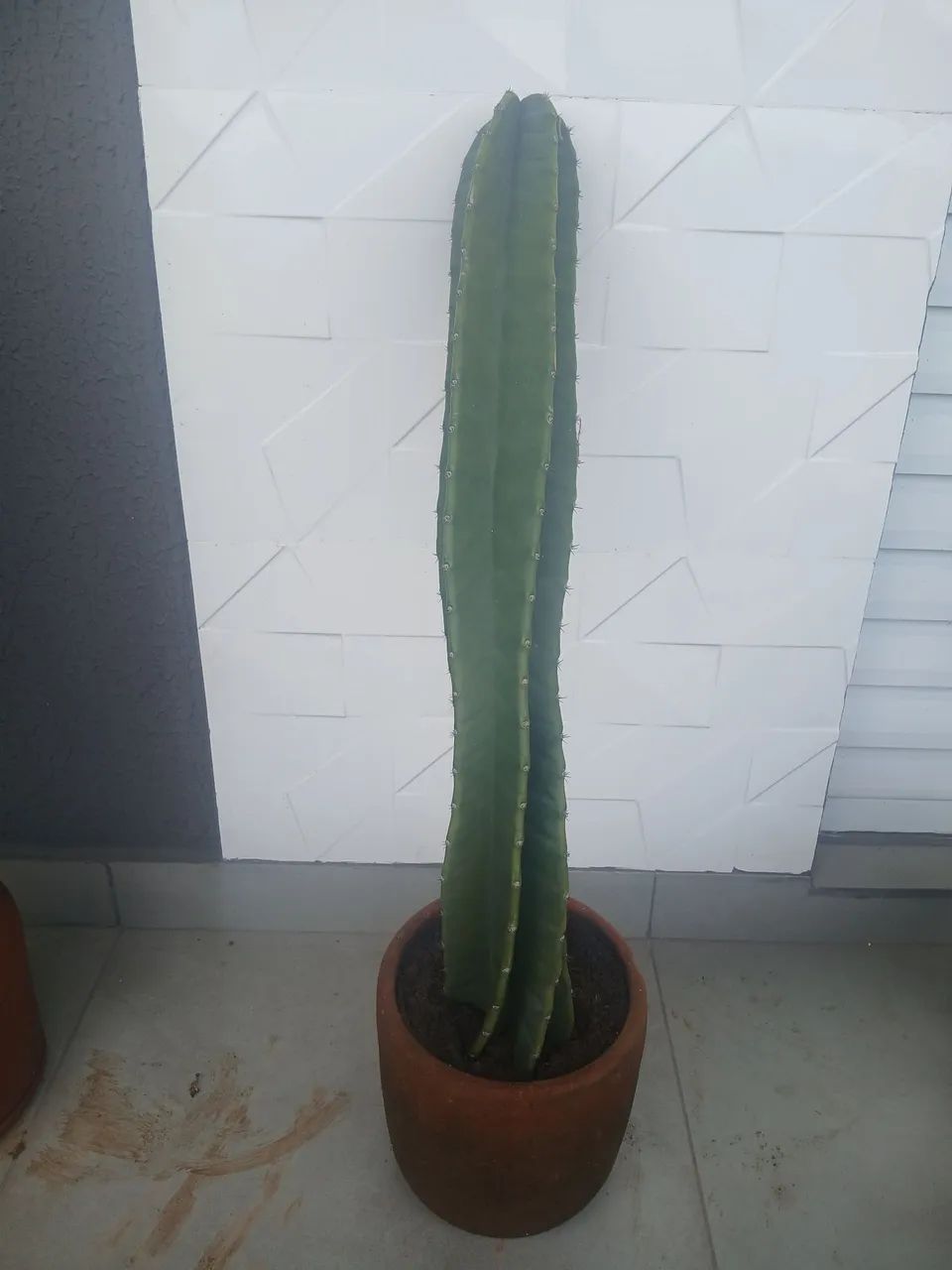 Cacto