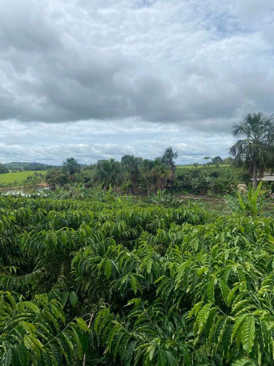 TERRA DISPONÍVEL 76960-000