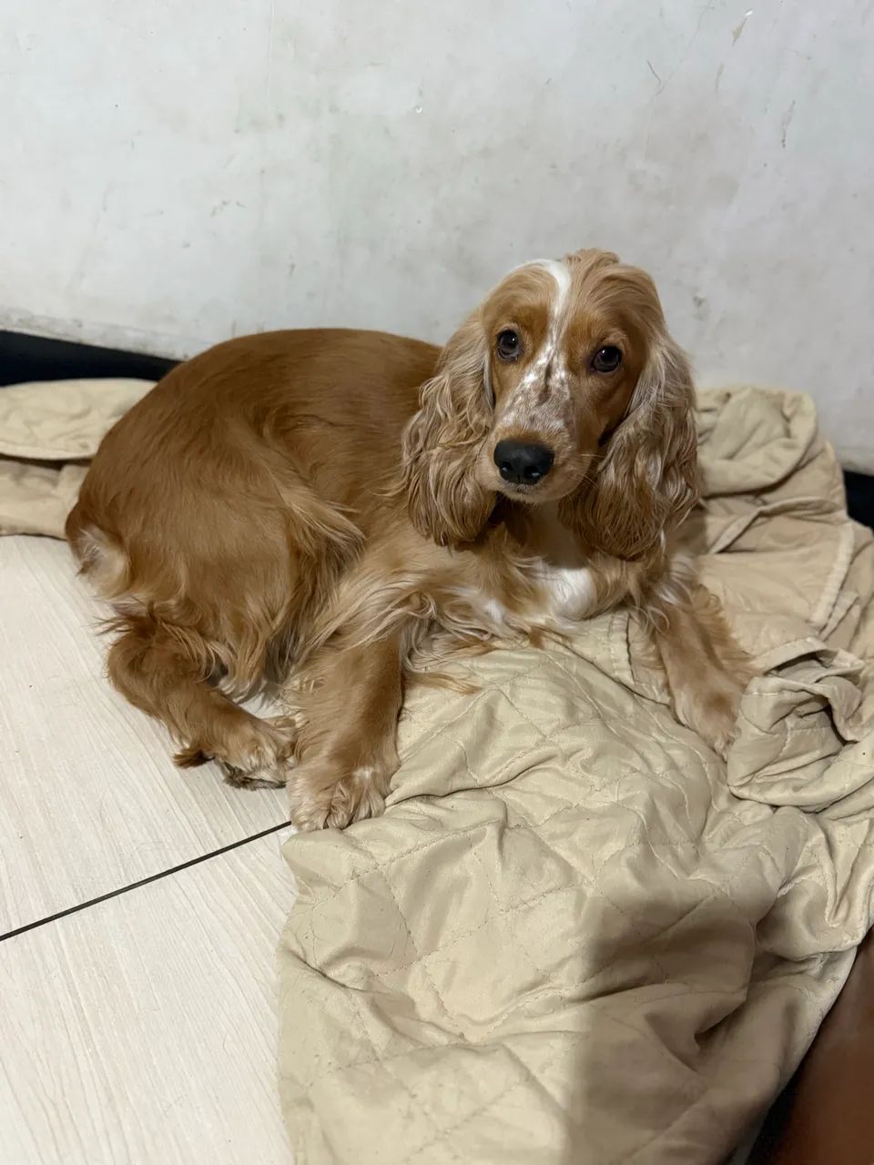 Cocker Spaniel inglês - Foto 3