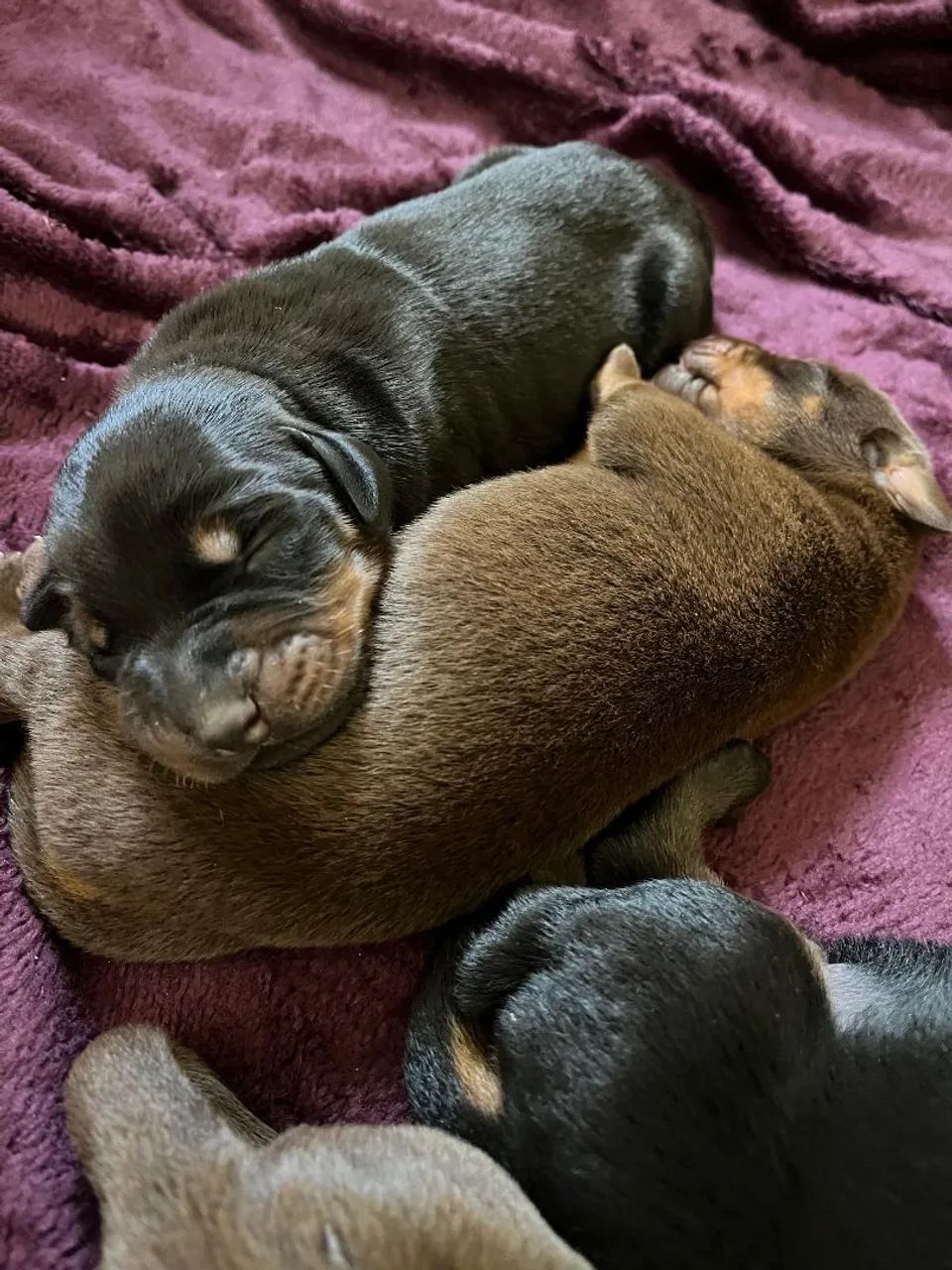 Doberman - Pedigree CBKC - Foto 4