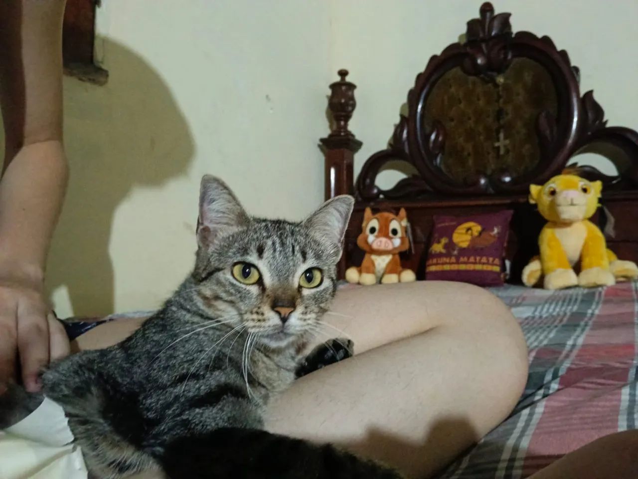 fêmea castrada adoção responsável 