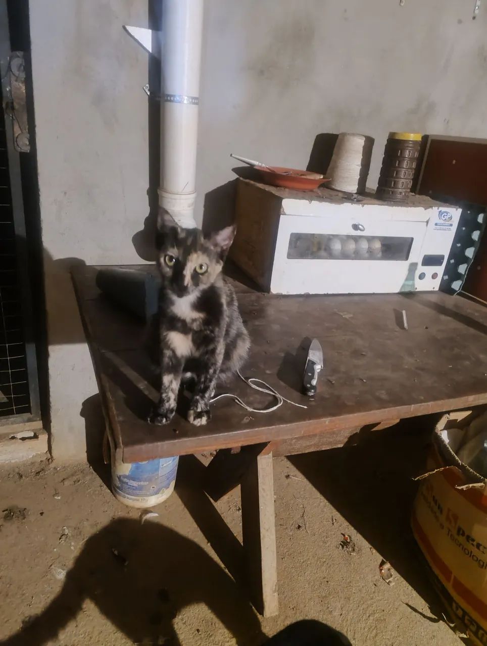 Lindos gatinhos precisando de uma moradia. - Foto 4