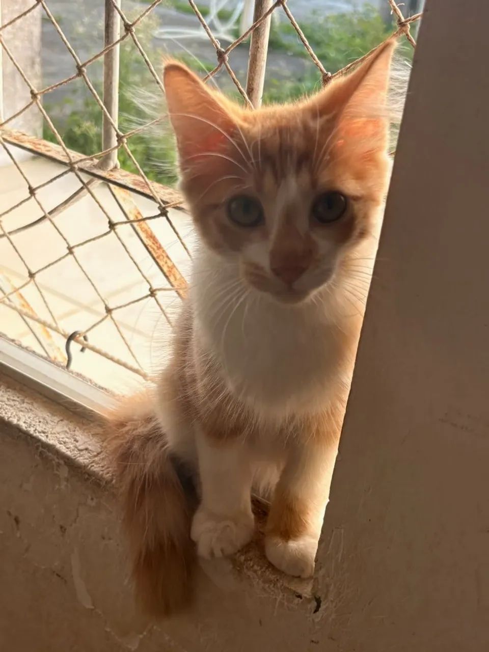 Gato 3 meses macho