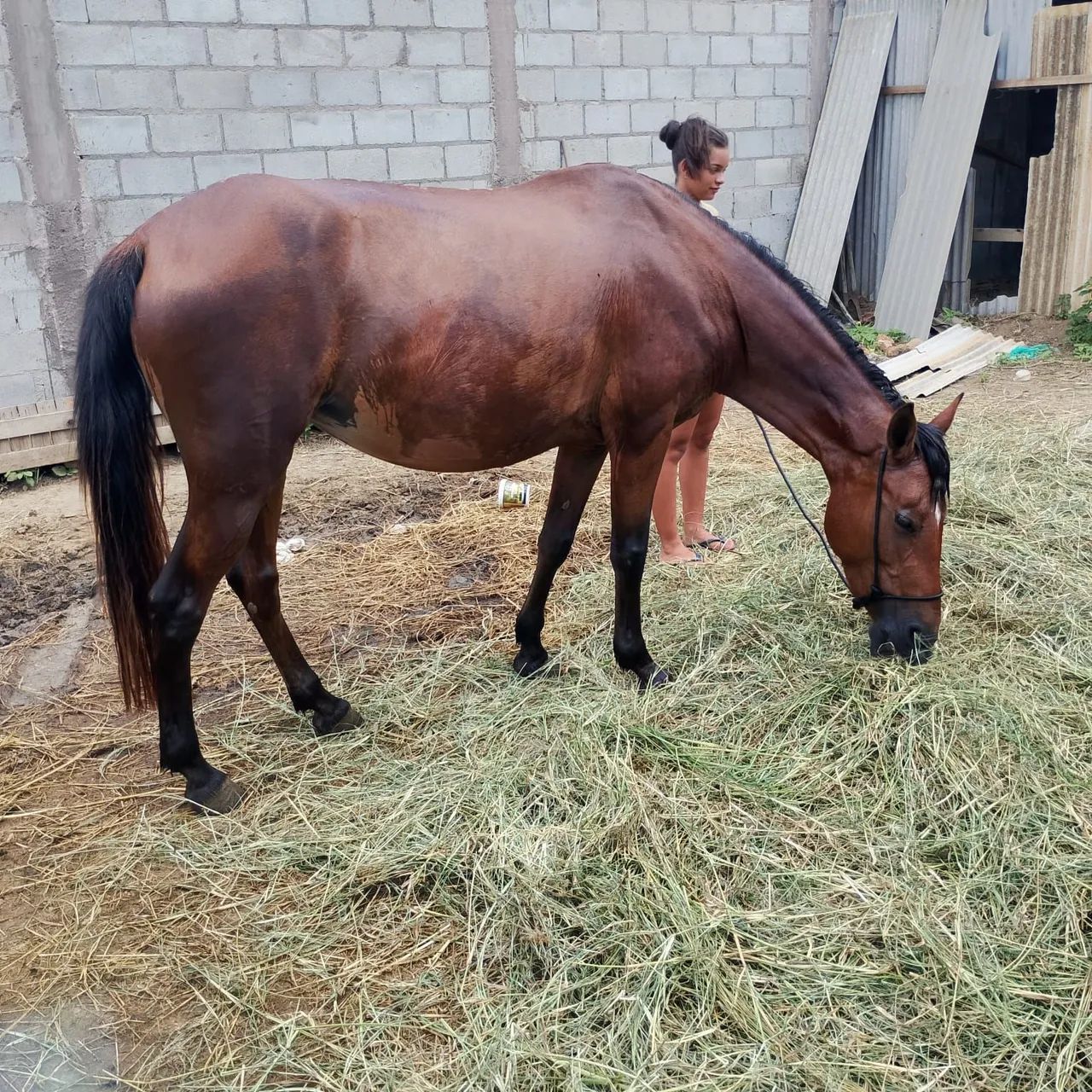 Égua mestiça mangalarga nova, prenha de mangalarga  - Foto 2