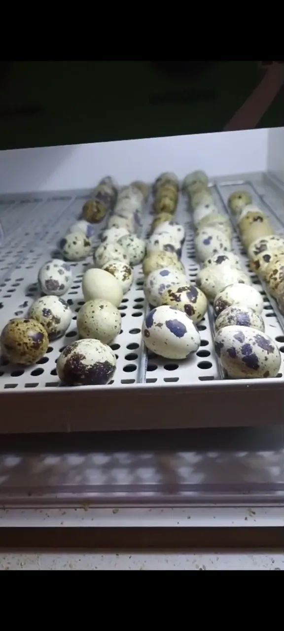 Codornas e ovos galados férteis 