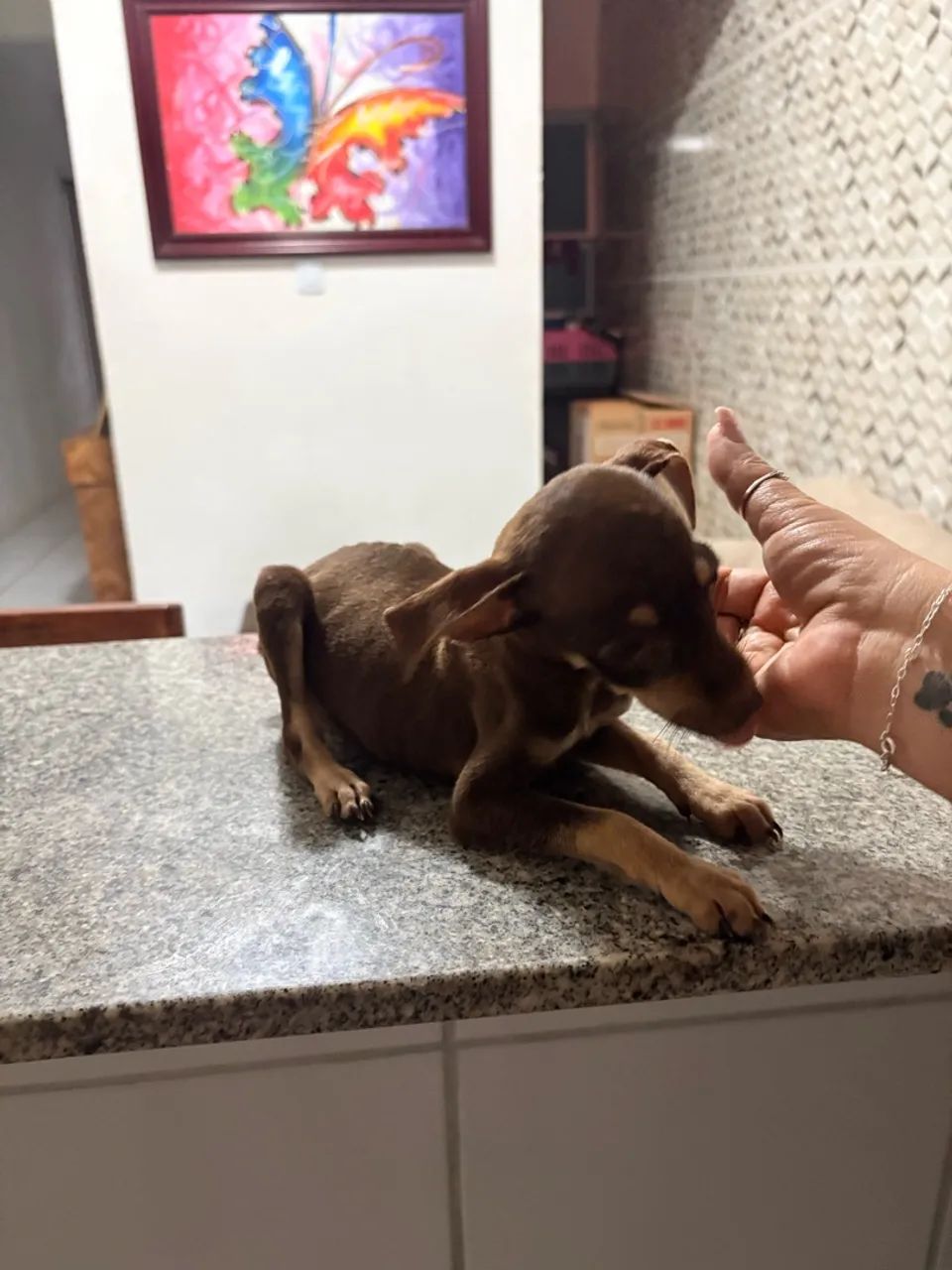 pinscher  - Foto 2