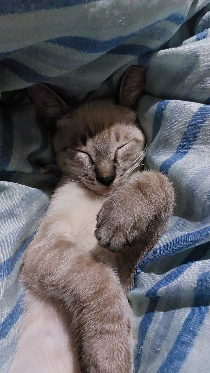 Doação de gatos machos adoção responsável  - Foto 4