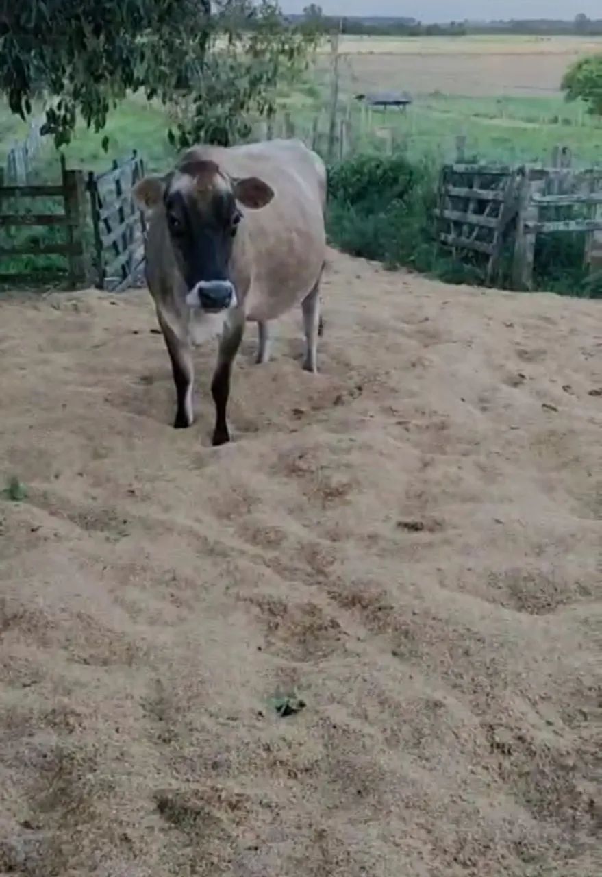 Vacas Jersey  - Foto 2