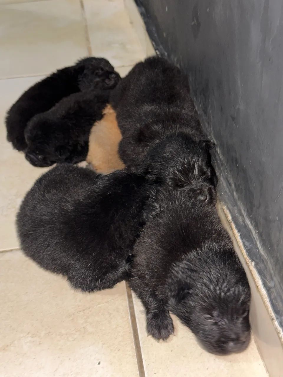 CHOW CHOW PURO - Foto 2