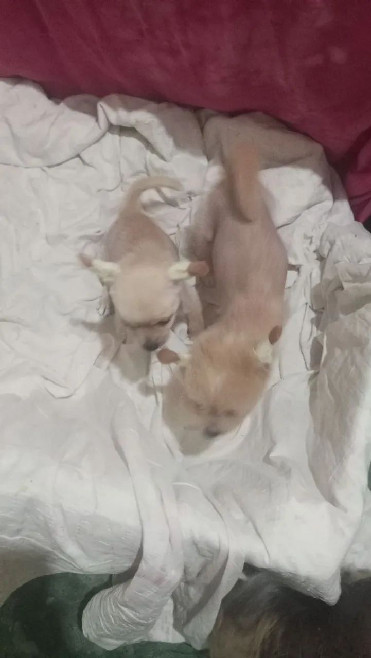 pet