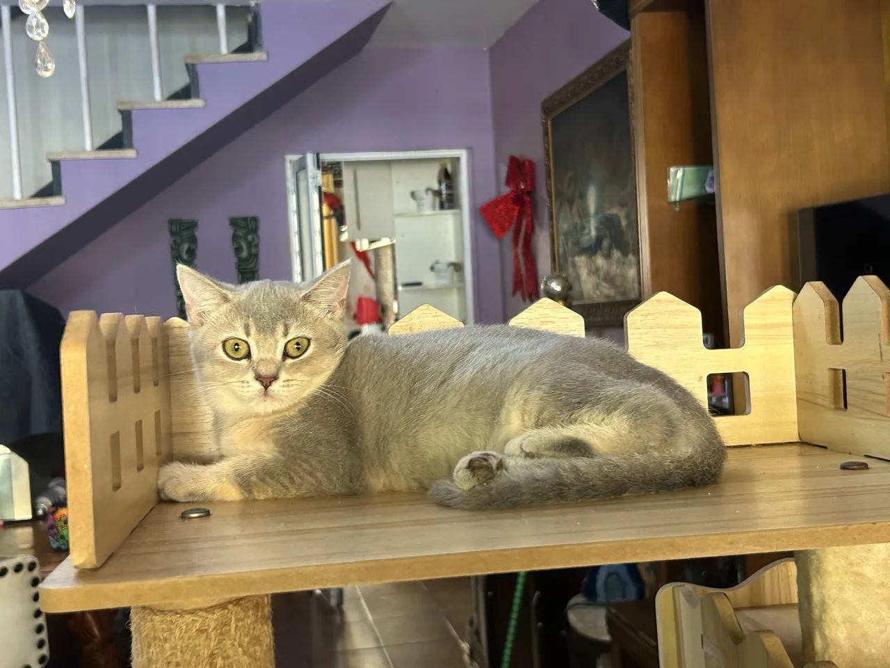 British femea bicolor. 3 meses com pedigree! 