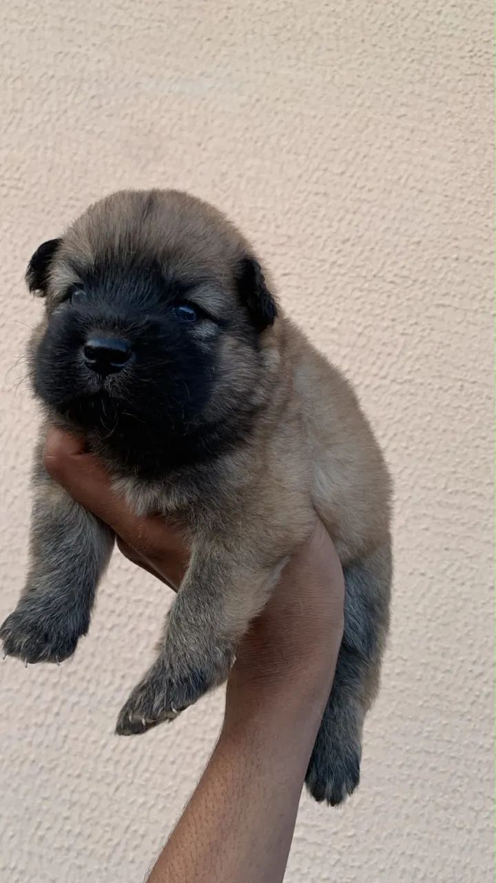 Chow chow