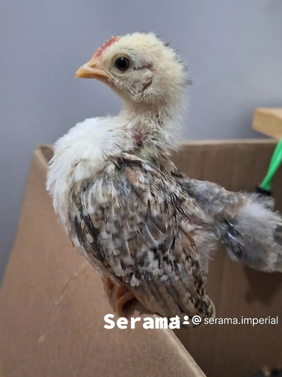 Seramas