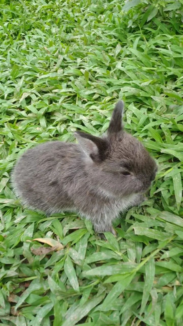 Mini coelho 
