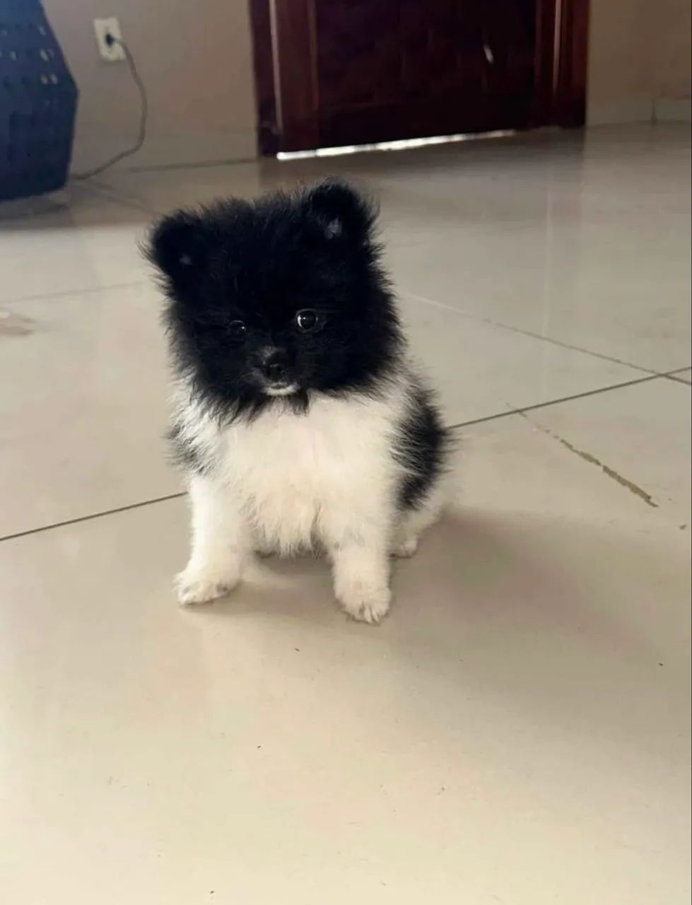 Spitz alemão macho  - Foto 2