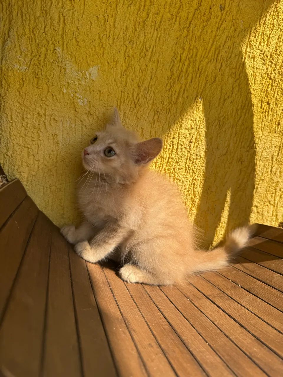 Filhotes de Angoras disponíveis  - Foto 3