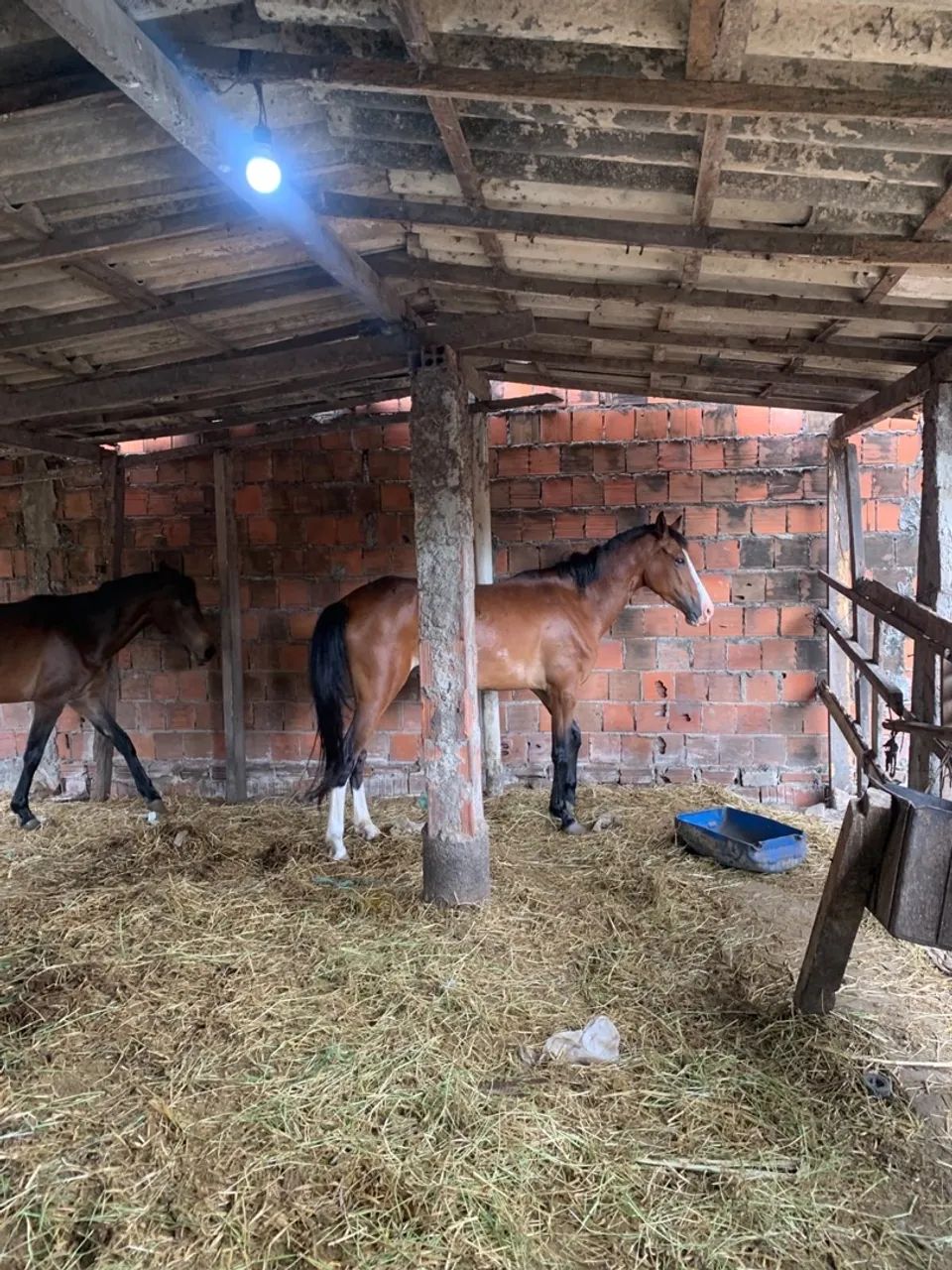 Vendo égua  - Foto 4