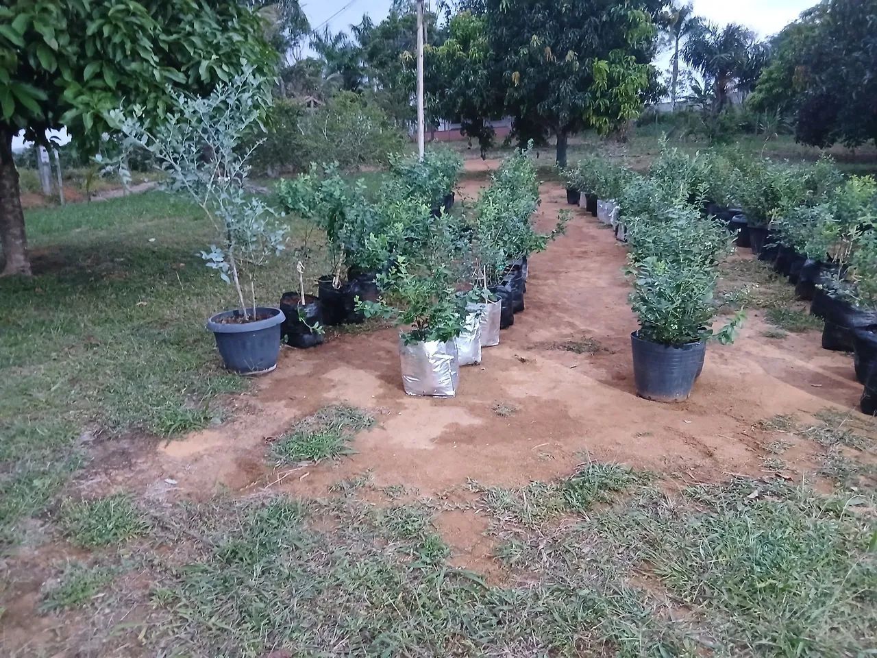 Mudas de mirtilo - Foto 5