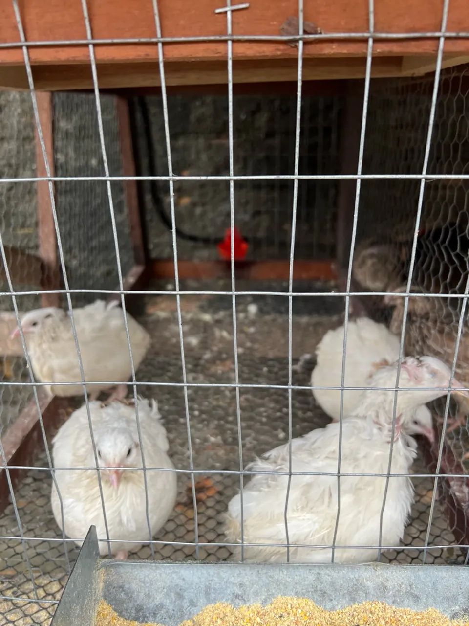 Codornas 