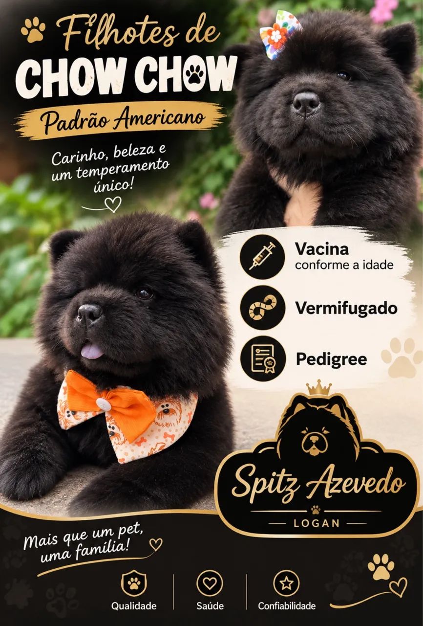 Chow Chow padrão americano  - Foto 2