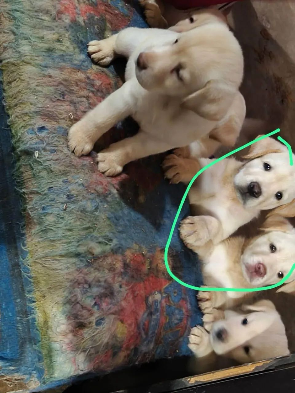 Filhotes de Labrador  - Foto 2